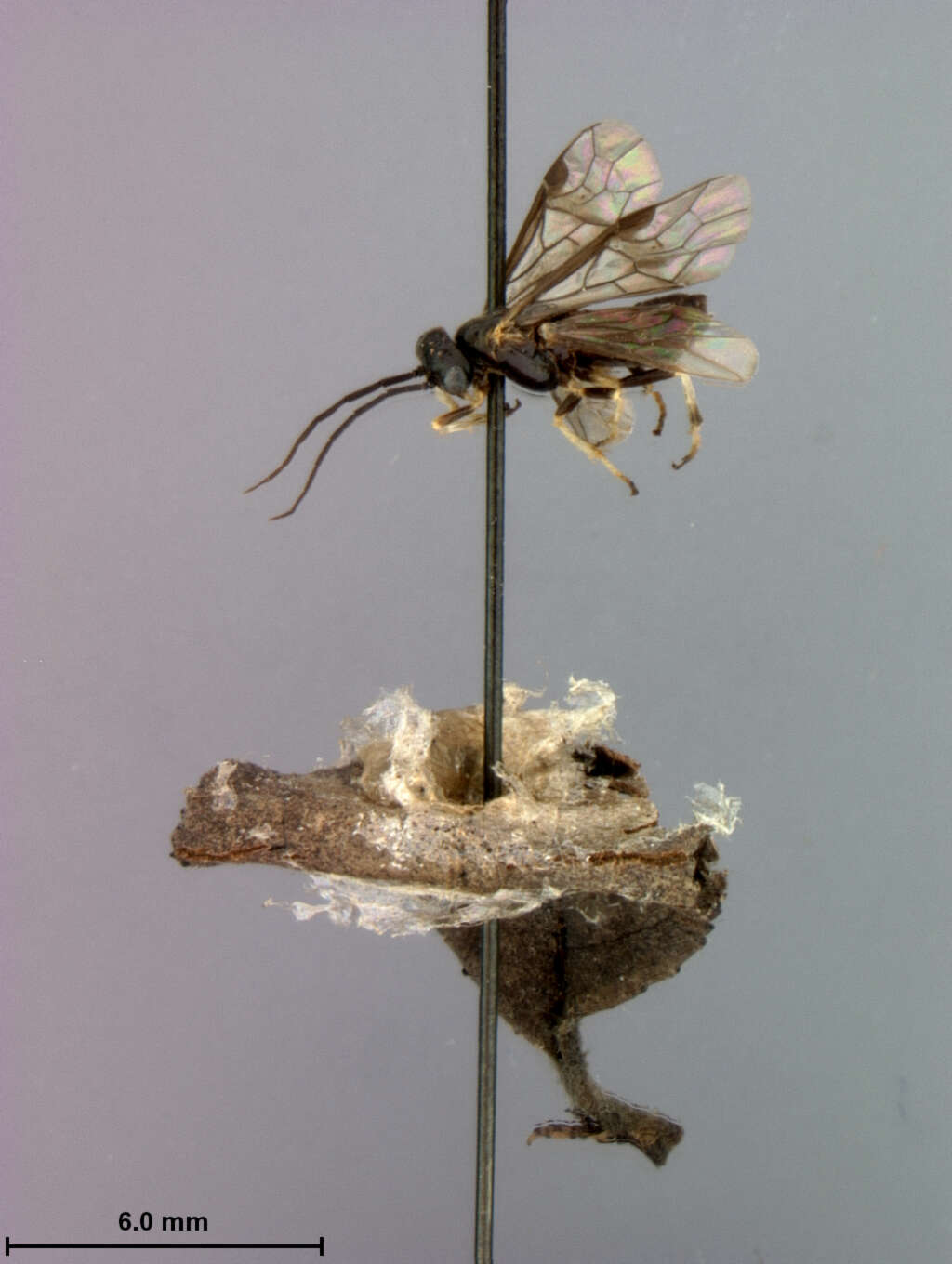 Image of Priophorus crataegi Rohwer