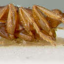 Image of Dorylus spininodis longiceps Viehmeyer 1914