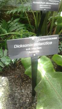 Image of Australian Tree Fern