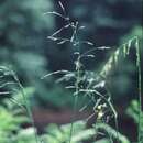 Sivun Poa laxiflora Buckley kuva