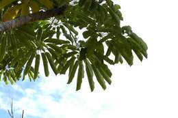 Image of octopus tree