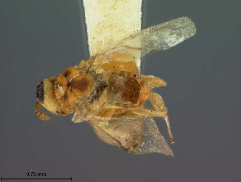 صورة Brachyscelidiphaga