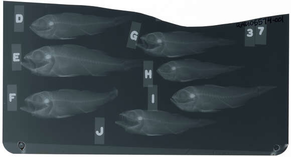 Plancia ëd Synagrops serratospinosa Smith & Radcliffe 1912