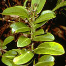 Imagem de Euphorbia clusiifolia Hook. & Arn.