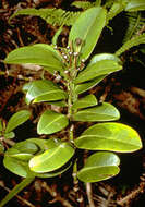 Sivun Euphorbia clusiifolia Hook. & Arn. kuva