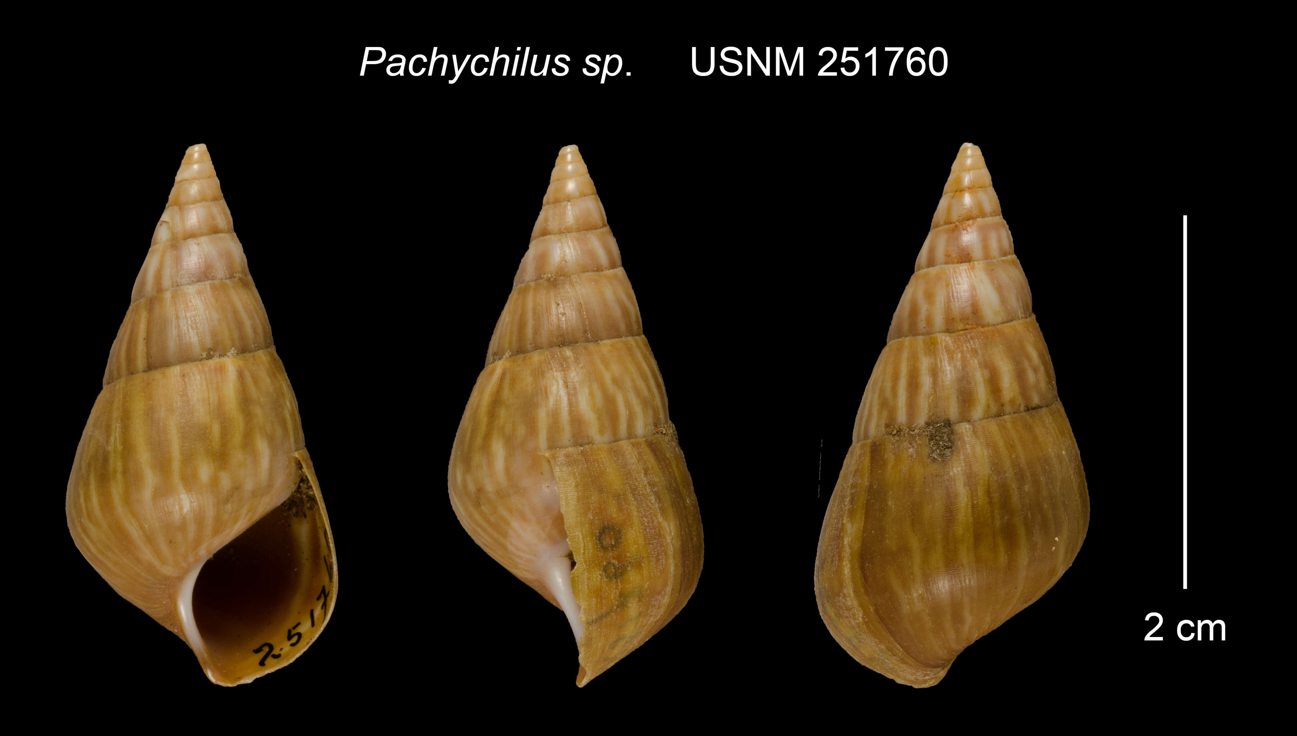 Image of Pachychilus I. Lea & H. C. Lea 1851