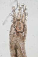 Image of Synaptidae