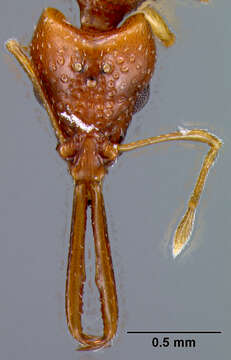 Image of Acanthognathus brevicornis Smith 1944