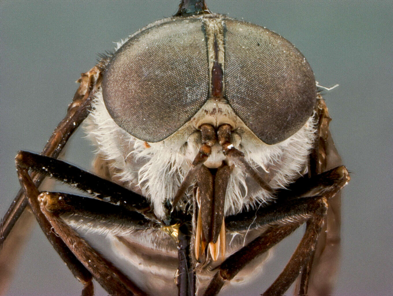 Image of Tabanus nilakinus Philip 1960