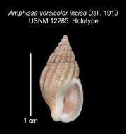 Sivun Amphissa versicolor Dall 1871 kuva