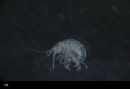 Image of Amphipoda