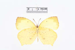 Image of Salome Yellow