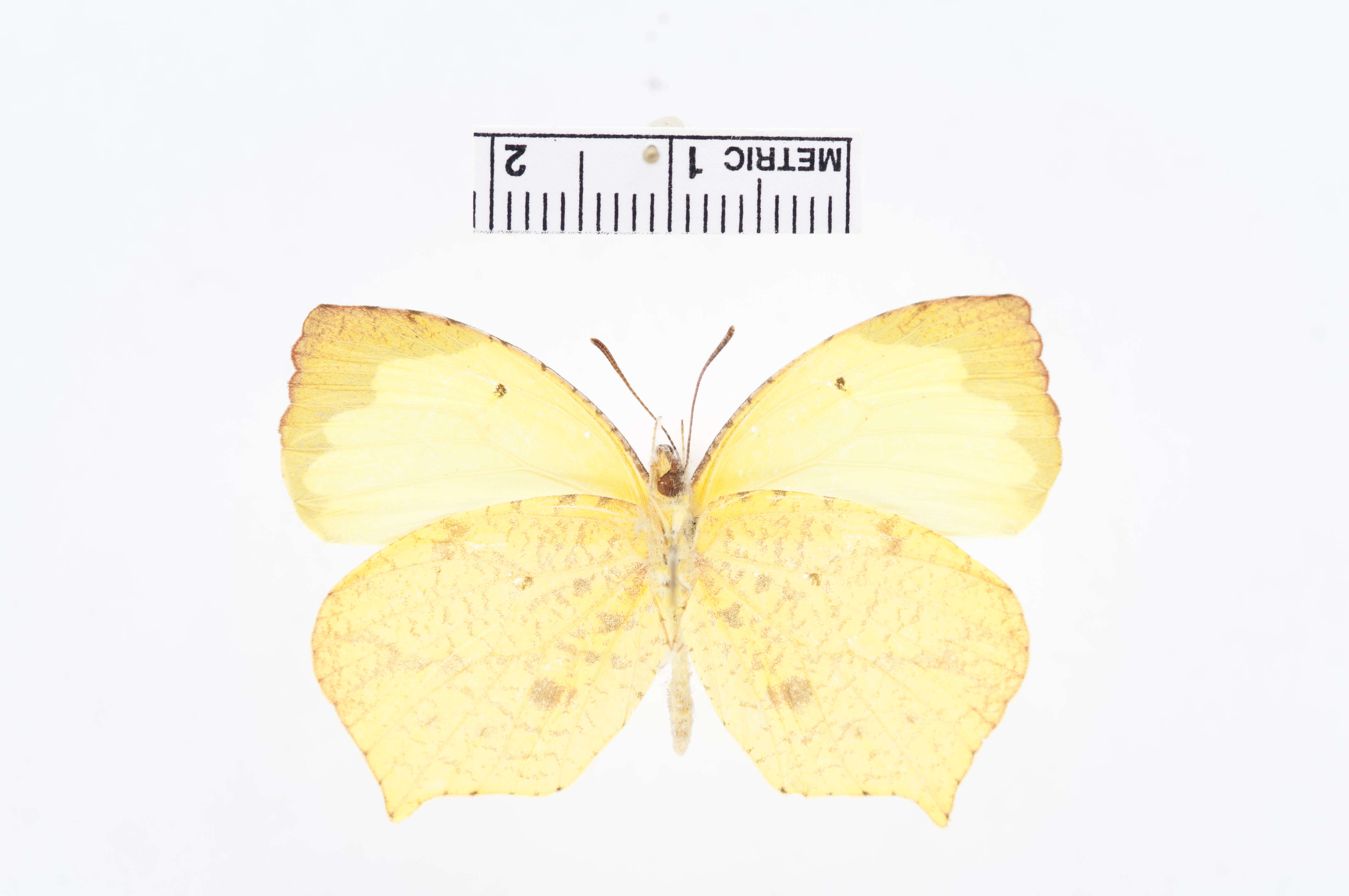 Image of Salome Yellow