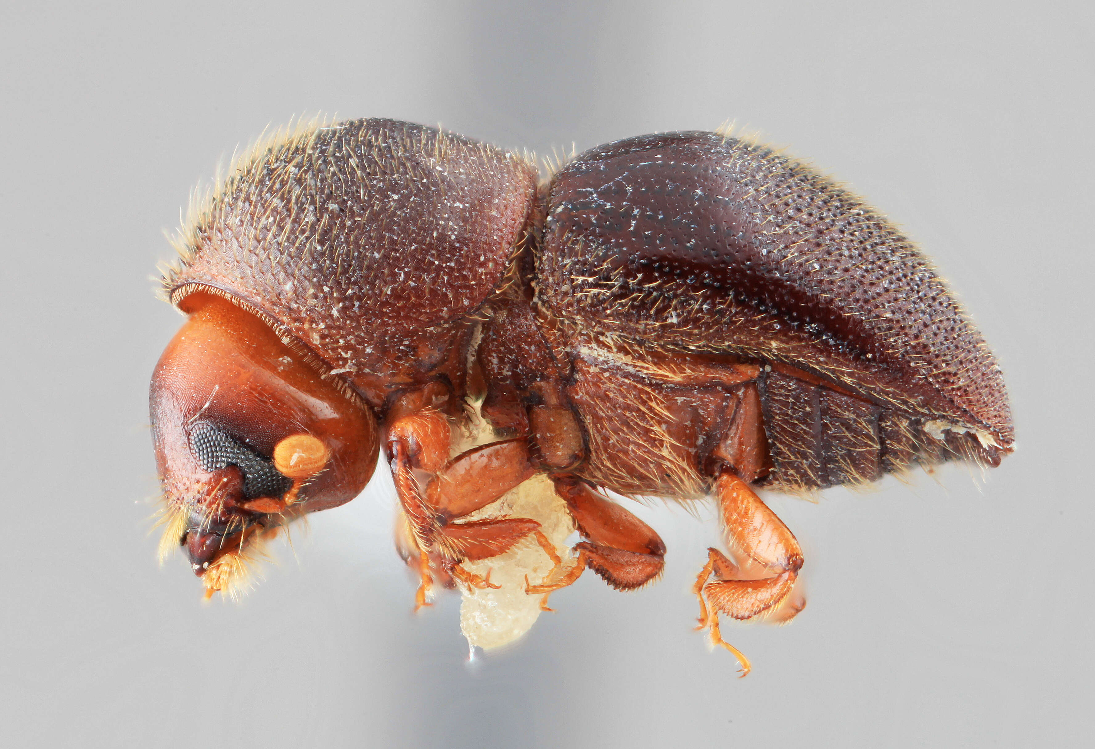 Image of Dryocoetoides pileatus Wood 1974