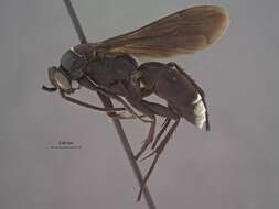 صورة Psorthaspis planata (Fox 1892)