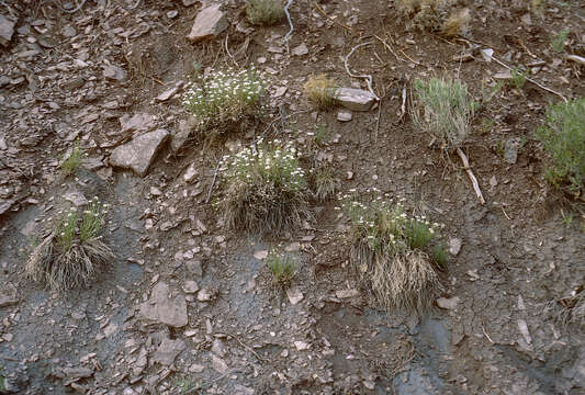 Image de Erigeron rhizomatus Cronq.