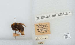 Слика од Bombus variabilis (Cresson 1872)