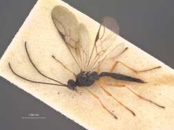 صورة Chaenusa elongata Stelfox 1957