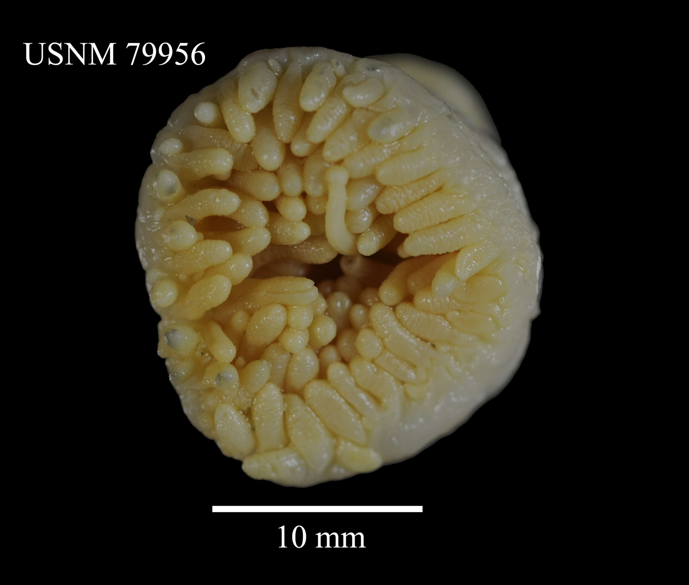 Imagem de Actinostola crassicornis (Hertwig 1882)