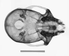 Слика од Macaca cyclopis (Swinhoe 1863)