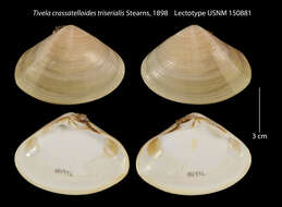 Image of <i>Tivela crassatelloides</i>