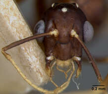 Image of Camponotus maudella seemanni Mann 1921