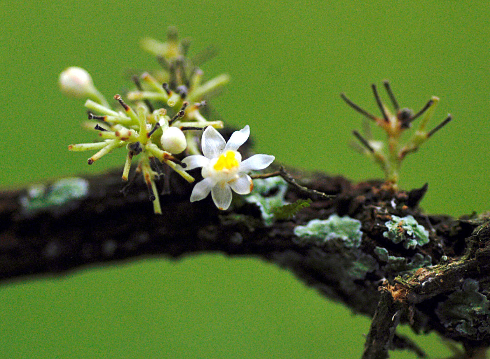 Imagem de Paullinia largifolia Radlk.