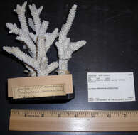 Image of Staghorn Coral