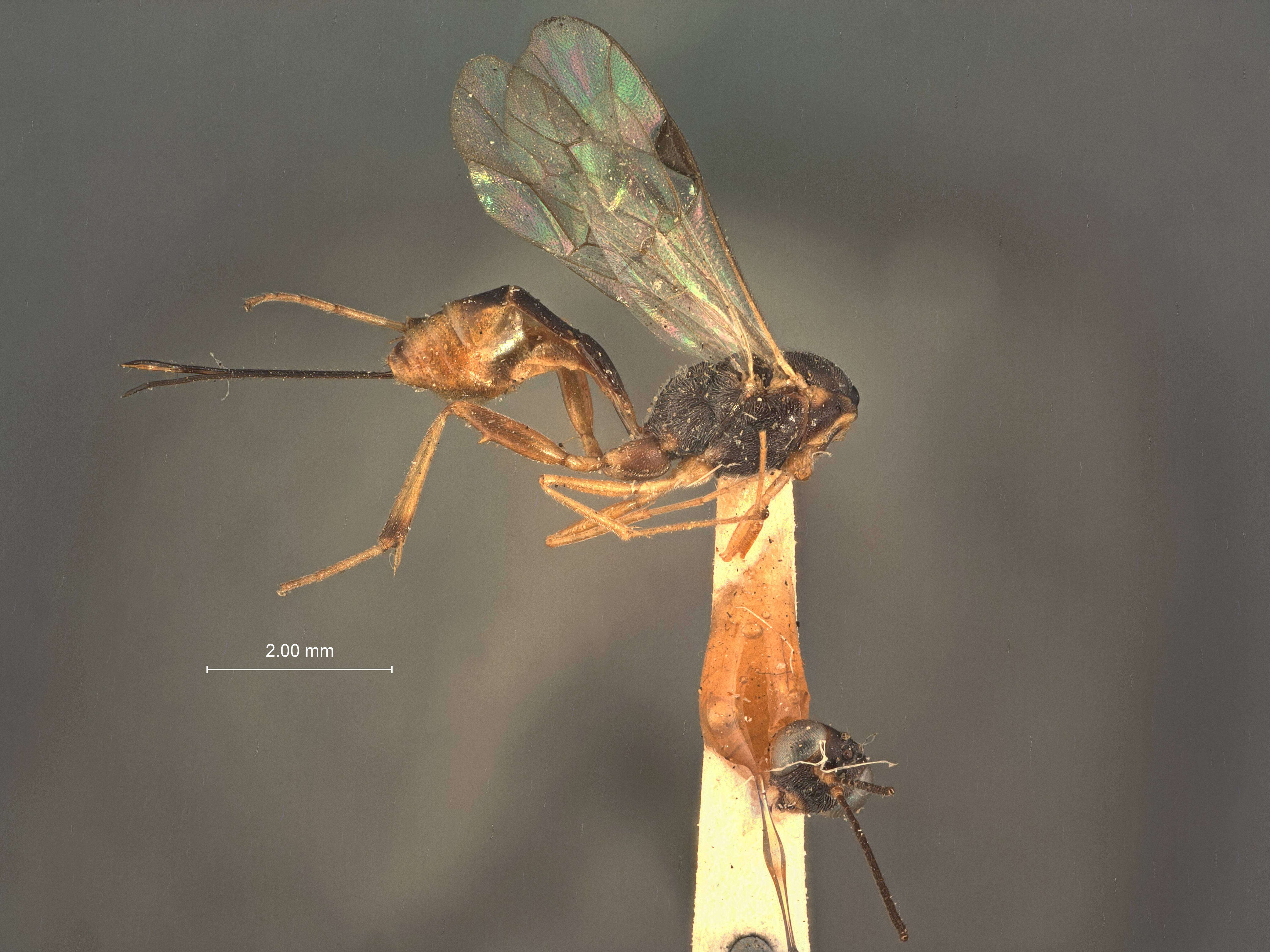 Image of Pristomerus chinensis Ashmead 1906