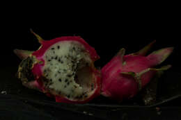 Image of dragon fruit