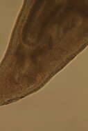 Image of Rhabdocoela