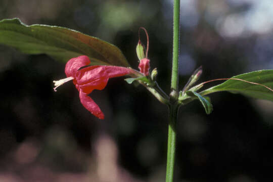 Image of Yerba-Maravilla