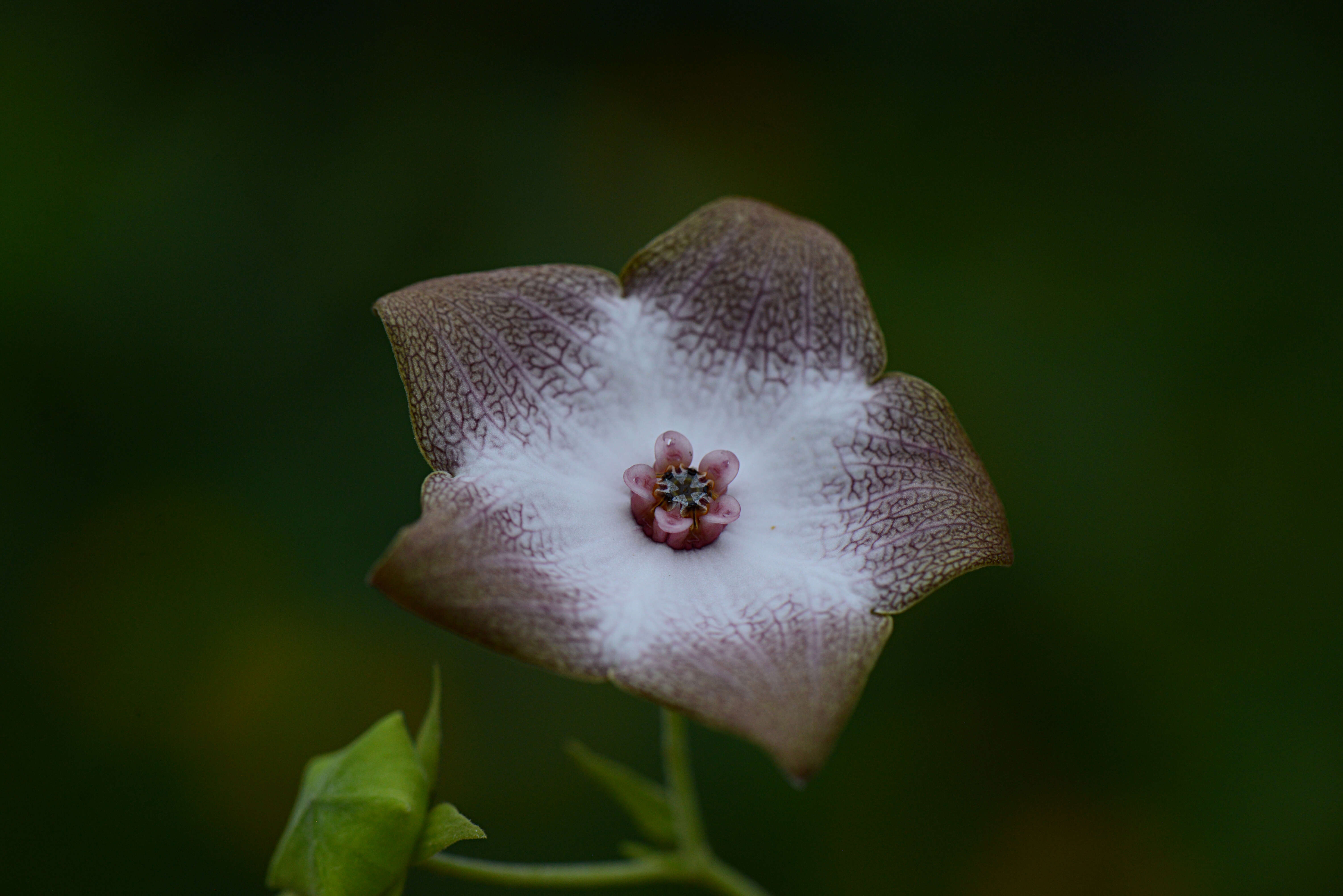 Image of Polystemma guatemalense (Schltr.) W. D. Stevens