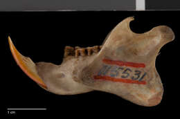 Imagem de Ratufa affinis insignis Miller 1903