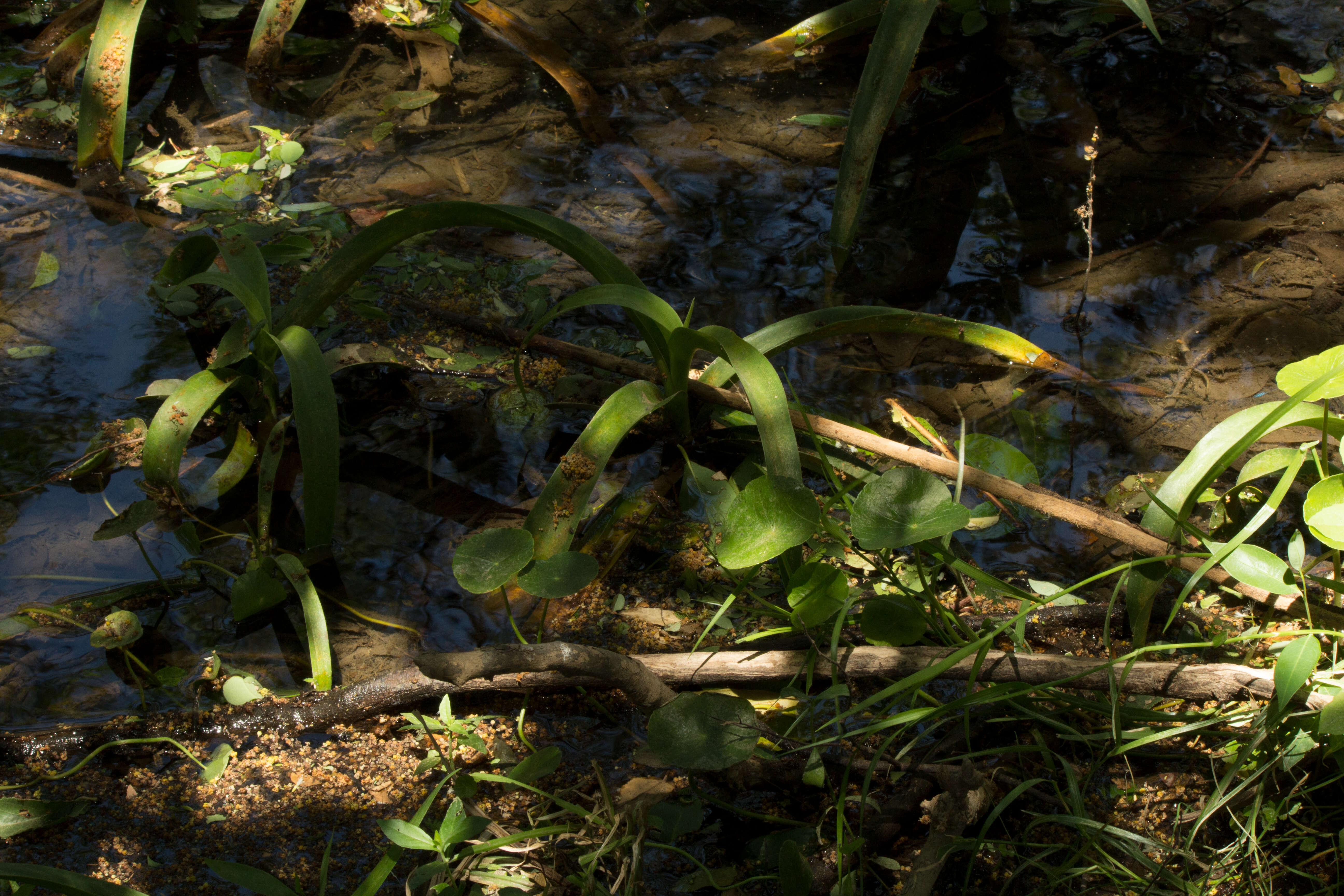 Image of largeleaf pennywort