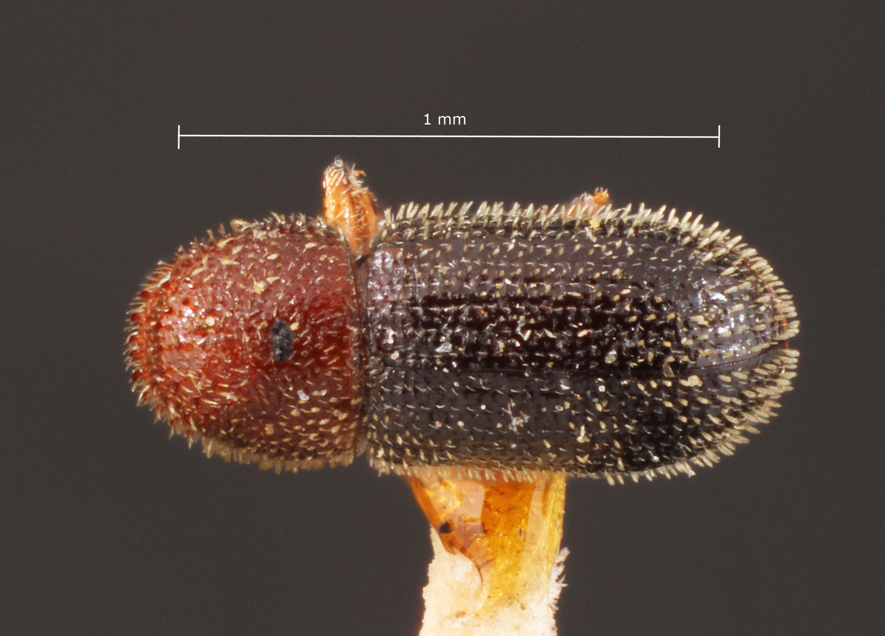 Image of Weevil