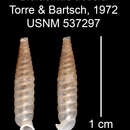 Image of Bialasmus accola C. Torre & Bartsch 1972