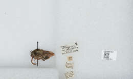 Image of Bombus funerarius Smith 1852