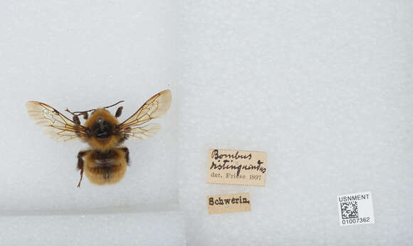 Plancia ëd Bombus distinguendus Morawitz 1869