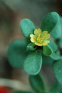 Image of common purslane