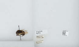 Bombus ephippiatus Say 1837 resmi