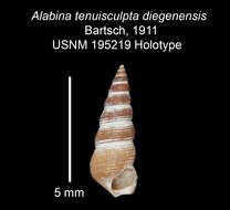 Image de Alabina tenuisculpta diegensis