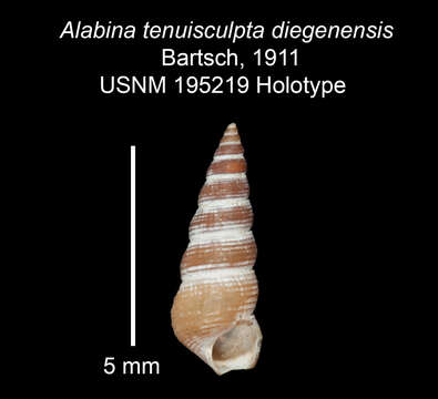 Image of Alabina tenuisculpta diegensis