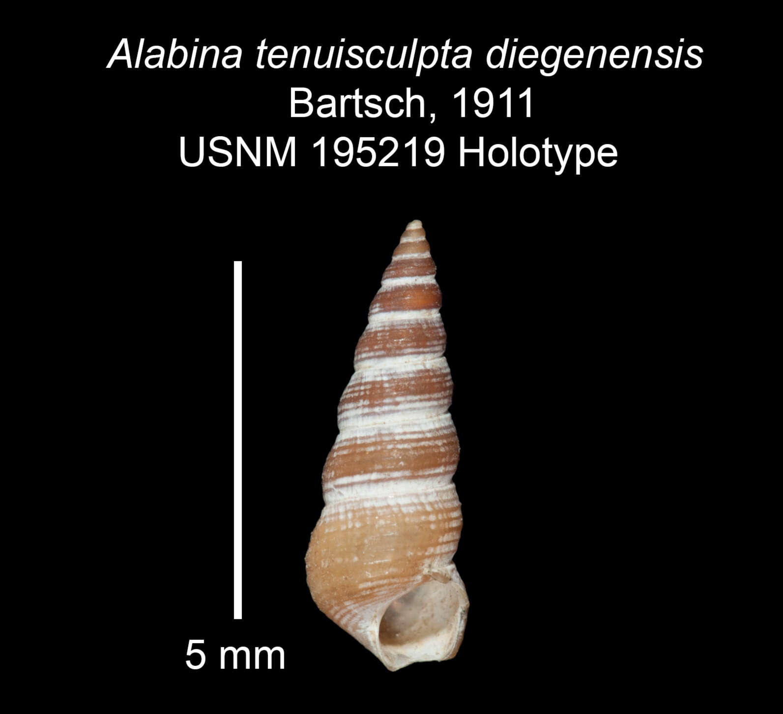 Image de Alabina tenuisculpta diegensis