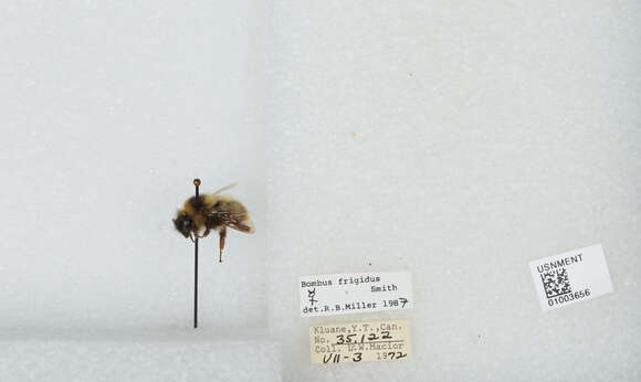 Image of Frigid Bumble Bee