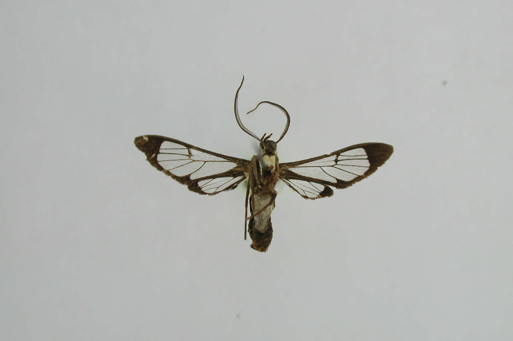 Image of Loxophlebia crusmatica Dognin 1911