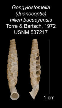 Imagem de Gongylostomella hilleri bucueyensis C. Torre & Bartsch 1972