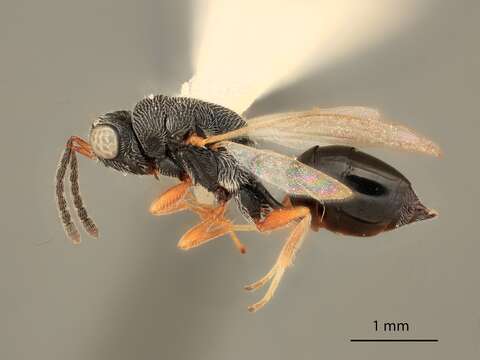 صورة Eurytoma orbicaulis Bugbee 1982