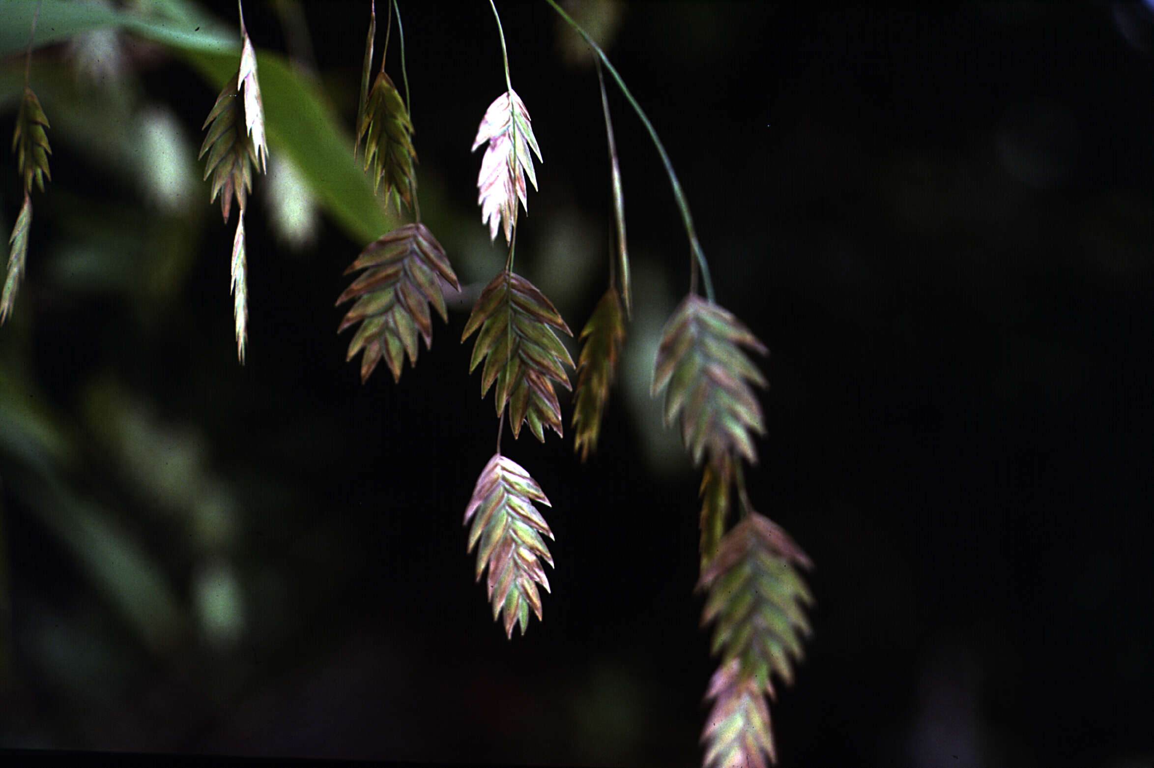 Image of Indian woodoats