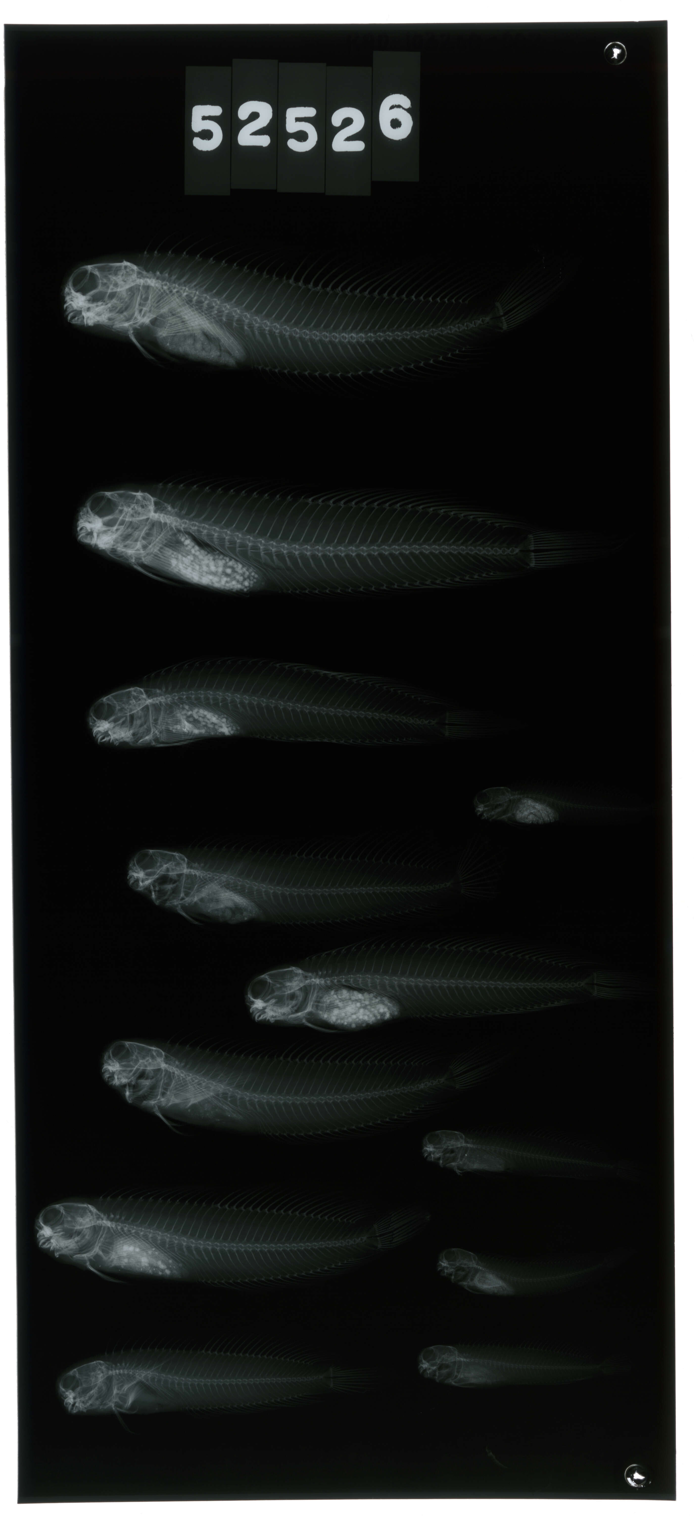 Image of Istiblennius edentulus (Forster & Schneider 1801)